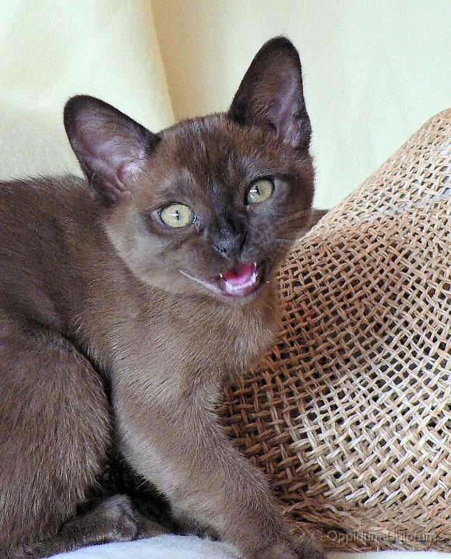 P1100103 perdita.jpg